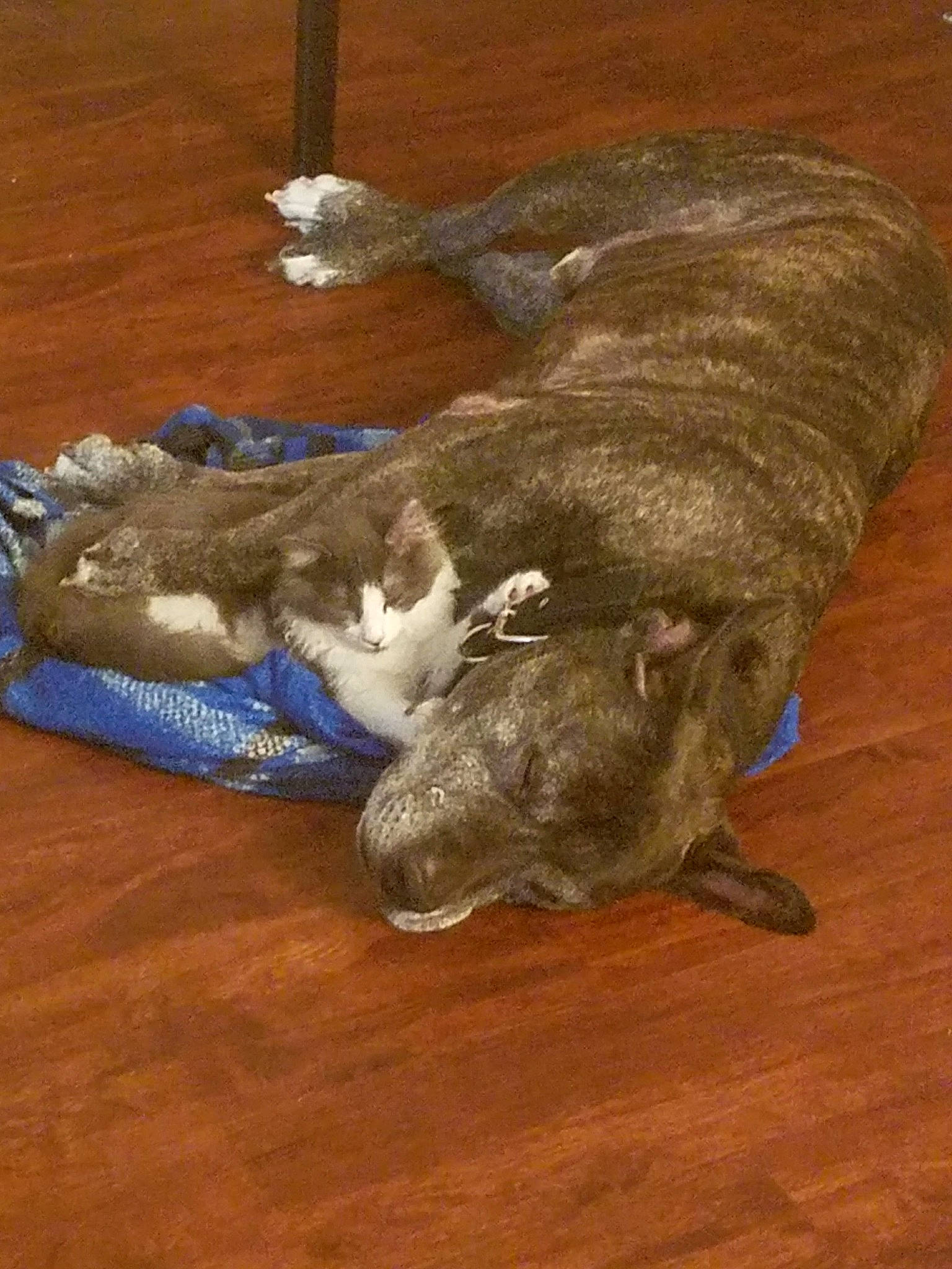 Duncan is registered to the contest to win money with this photo: canidae, carnivore, claw, comfort, companion_dog, dog, dog_breed, fawn, floor, flooring, fur, hardwood, liver, paw, snout, sporting_group, tail, terrestrial_animal, wood, working_animal