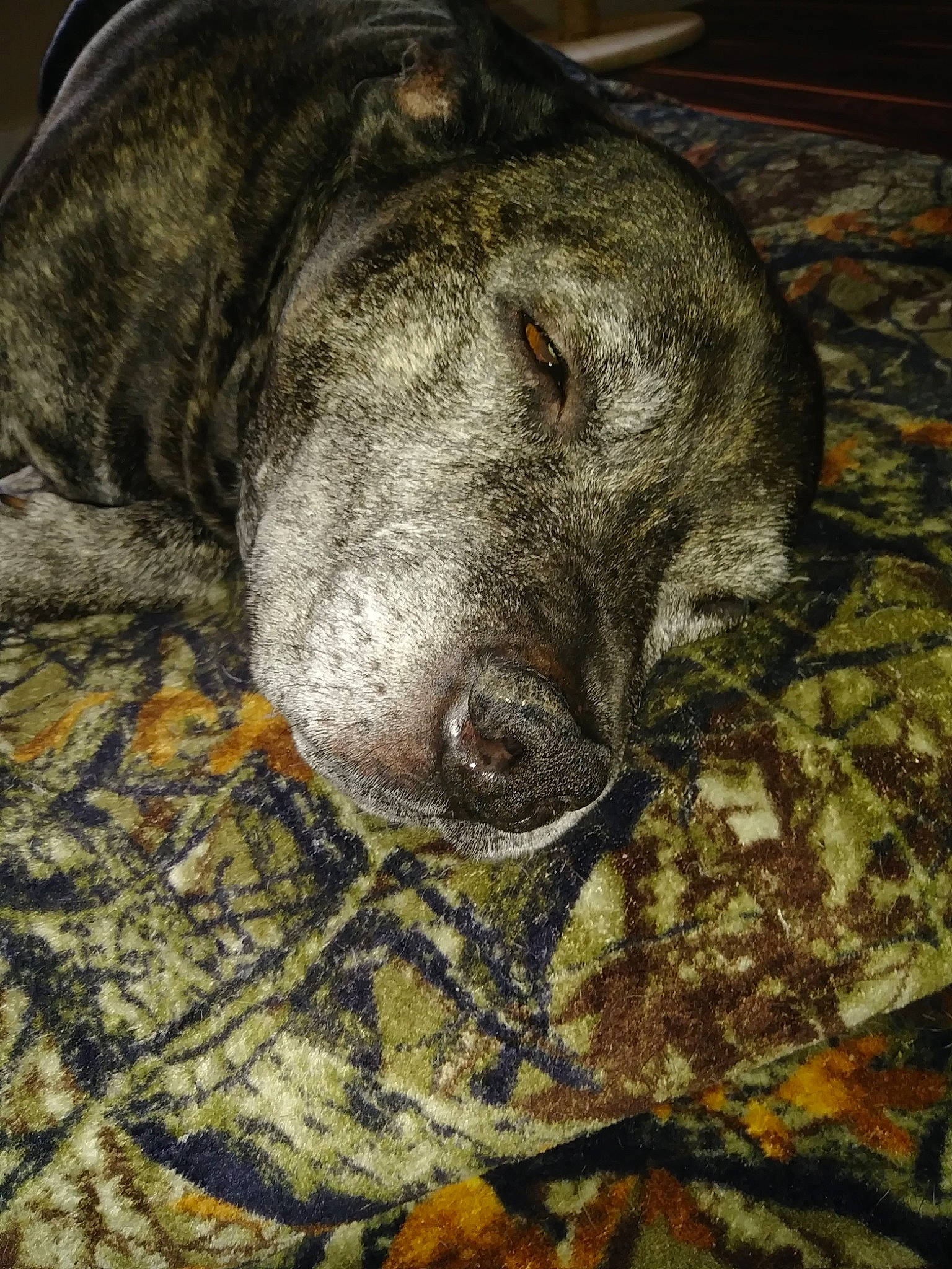 Duncan is registered to the contest to win money with this photo: canidae, carnivore, companion_dog, dog, dog_breed, fawn, fur, grey, guard_dog, nap, non_sporting_group, snout, sporting_group, terrestrial_animal, treeing_tennessee_brindle, whiskers, working_animal, wrinkle