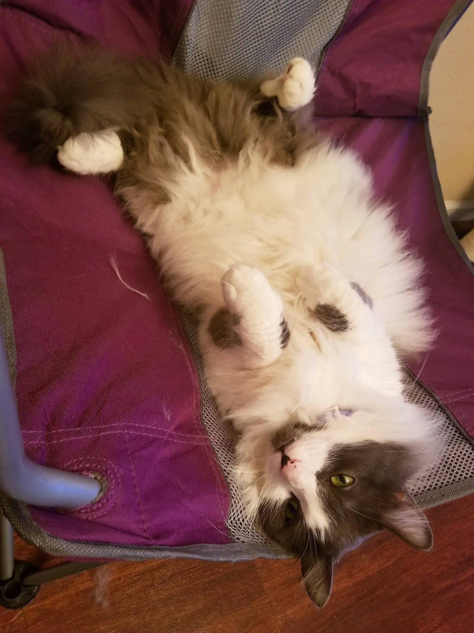 Capone is registered to the contest to win money with this photo: canidae, carnivore, cat, claw, comfort, companion_dog, dog_breed, domestic_short_haired_cat, fang, fawn, felidae, flooring, fur, hardwood, nap, paw, small_to_medium_sized_cats, tail, toy_dog, whiskers