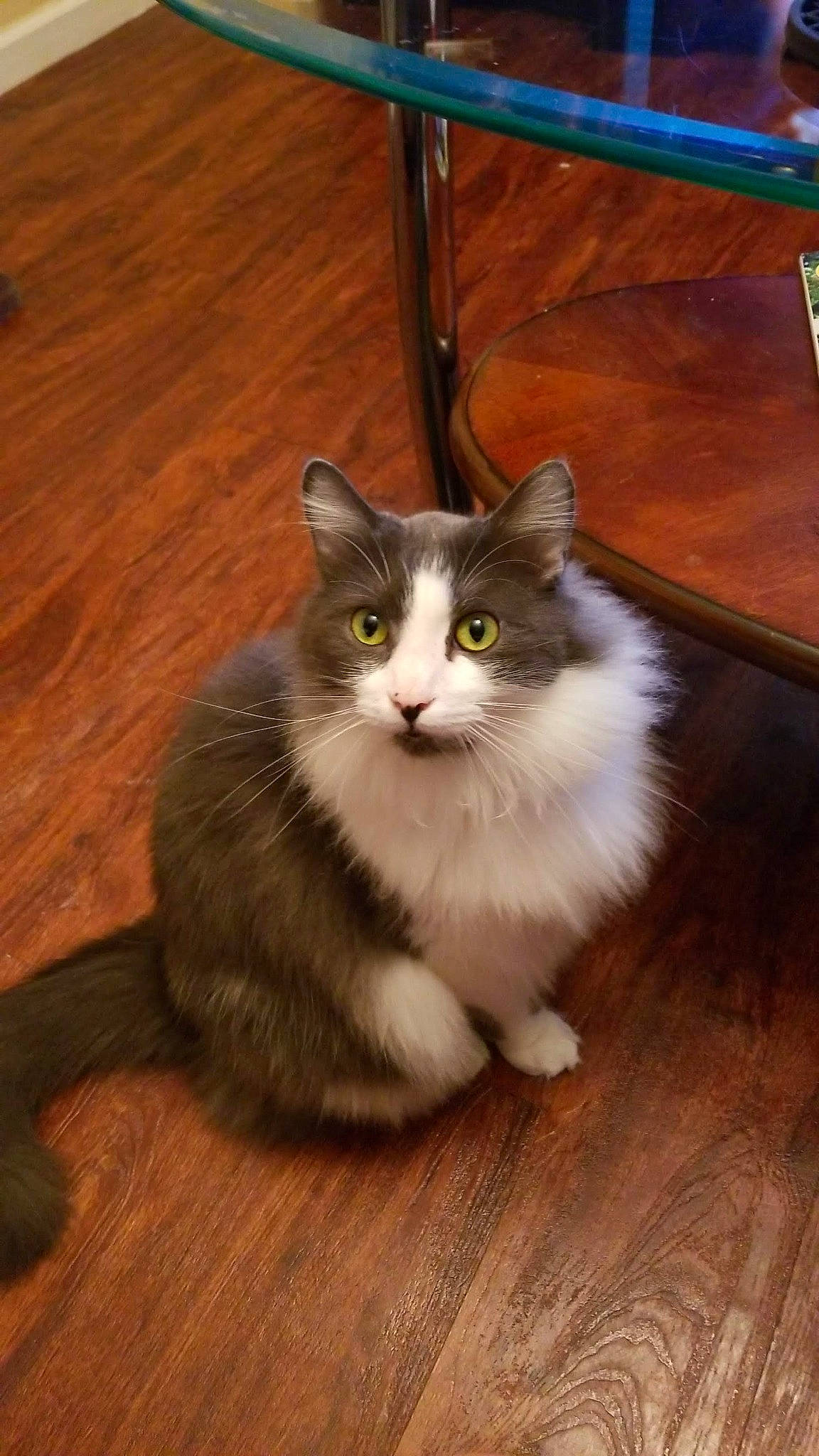 Capone joined the competition — help win amazing prizes! box, carnivore, cat, domestic_short_haired_cat, fawn, felidae, floor, flooring, fur, hardwood, laminate_flooring, paw, small_to_medium_sized_cats, snout, tail, varnish, whiskers, wood, wood_flooring, wood_stain