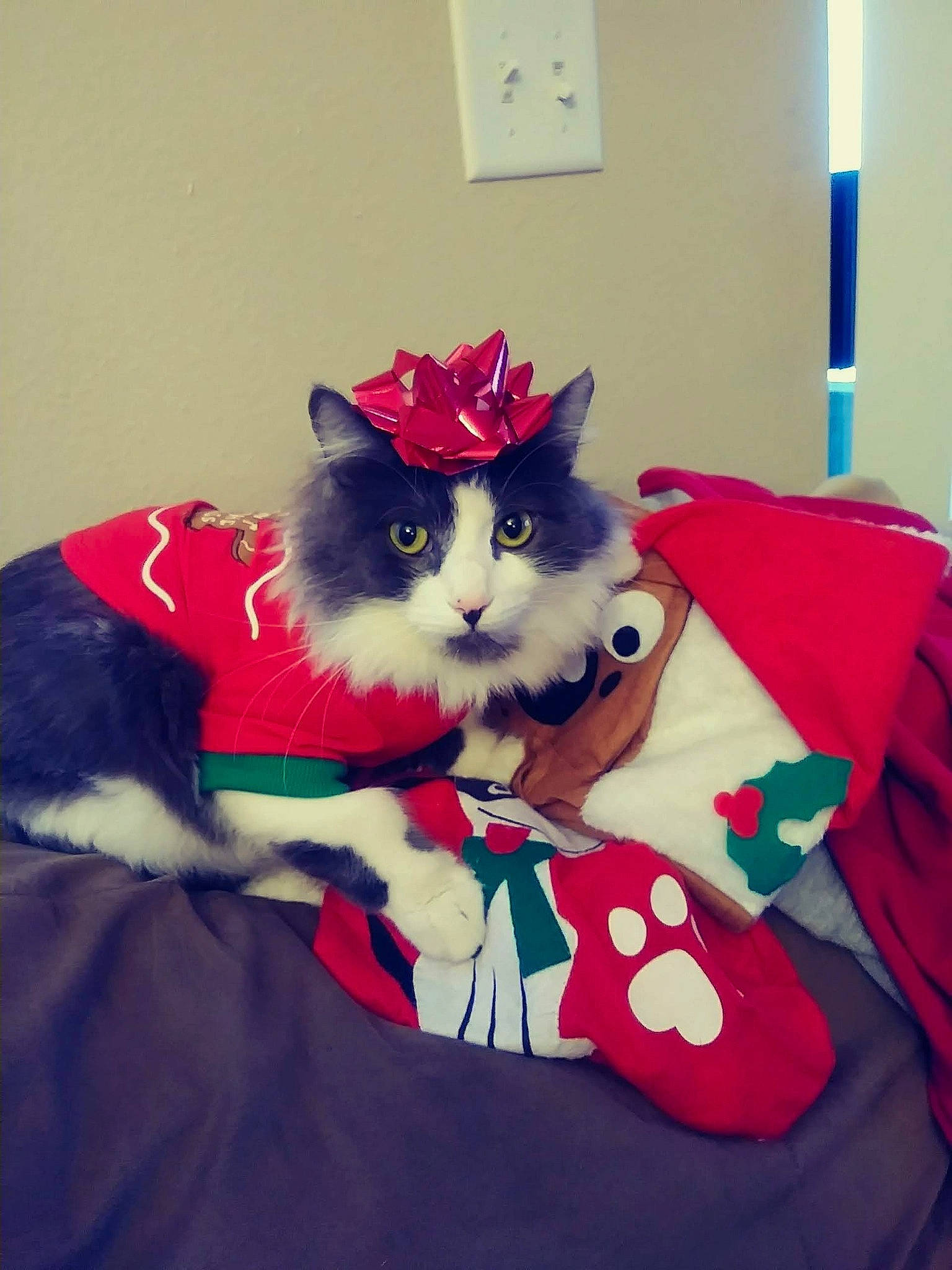 Capone joined the competition — help win amazing prizes! bow_tie, carmine, carnivore, cat, costume_hat, dress, fashion_accessory, felidae, fictional_character, fur, headgear, linens, magenta, pattern, sleeve, small_to_medium_sized_cats, sportswear, t_shirt, tail, whiskers