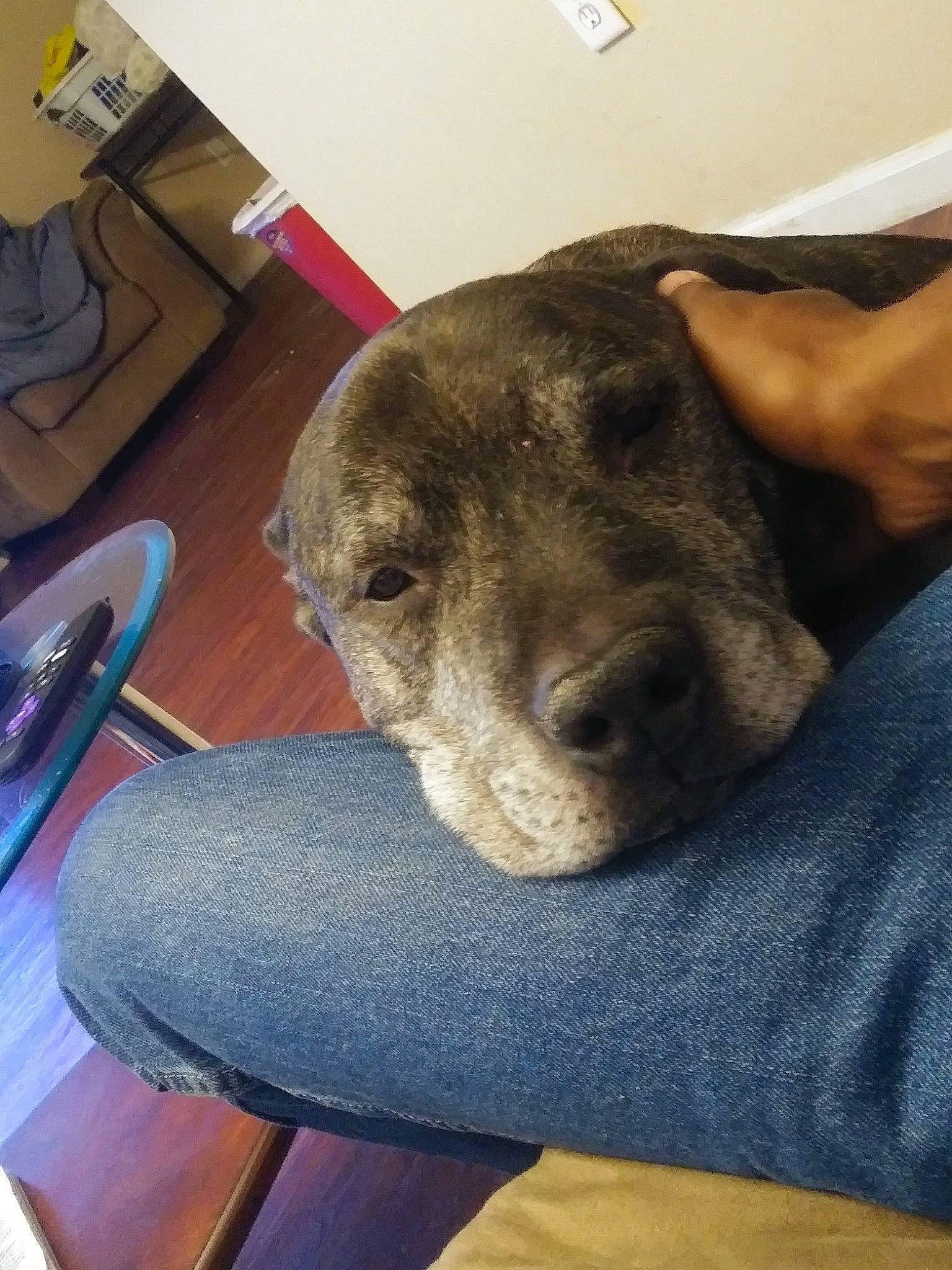 Duncan joined the competition — help win amazing prizes! box, carnivore, chair, comfort, companion_dog, dog, dog_breed, ear, fawn, foot, guard_dog, kitchen_utensil, paw, selfie, shipping_box, snout, terrestrial_animal, whiskers, working_animal, wrinkle