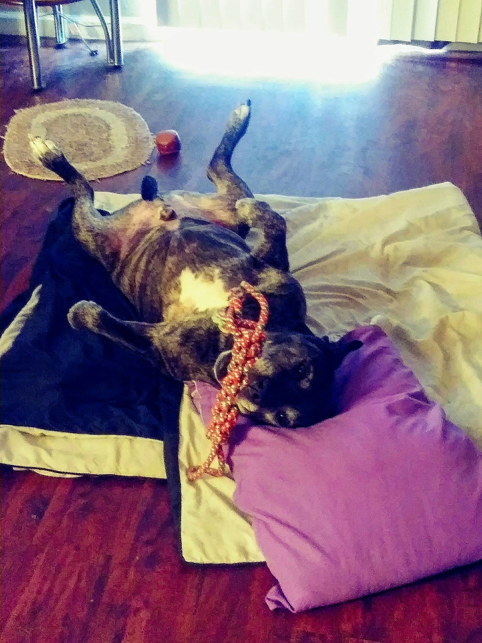 Duncan joined the competition — help win amazing prizes! carnivore, cloud, comfort, companion_dog, couch, dog, dog_breed, fawn, felidae, floor, flooring, happy, mammal, morning, schnauzer, snout, toy_dog, whiskers, wood, working_animal