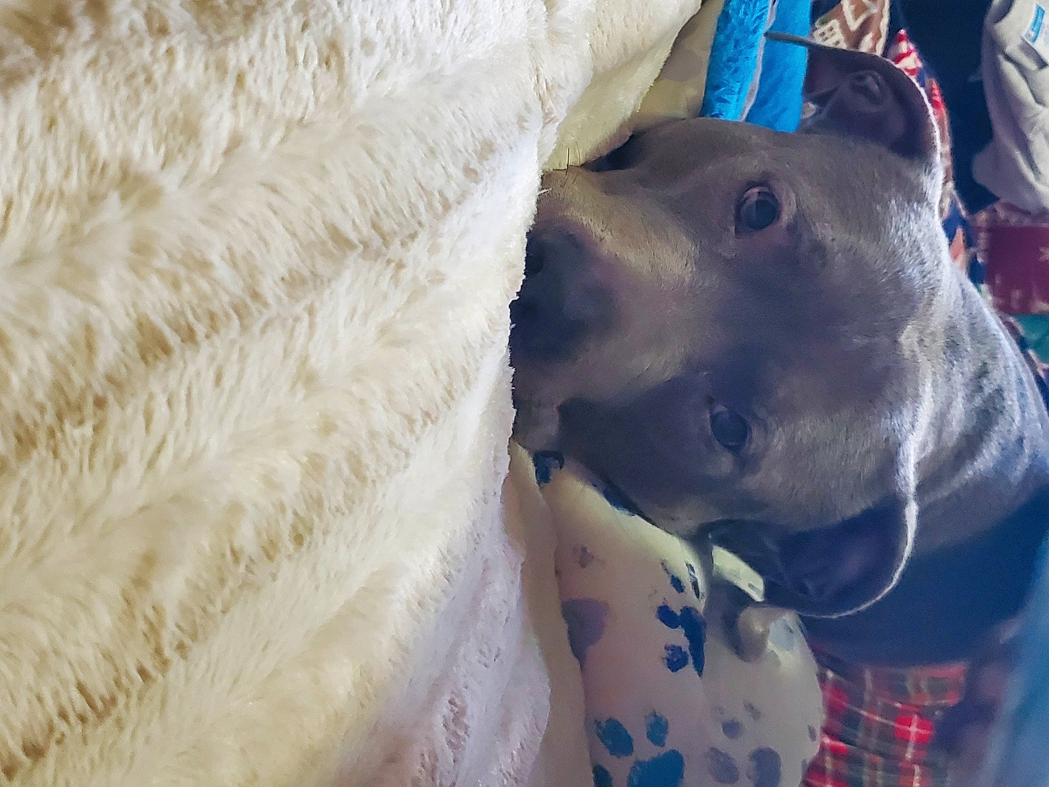 Dale is registered to the contest to win money with this photo: adventure, canidae, carnivore, collar, dog, dog_breed, electric_blue, fawn, fur, livestock, non_sporting_group, pattern, pet_supply, plaid, snout, sporting_group, tartan, terrestrial_animal, working_animal