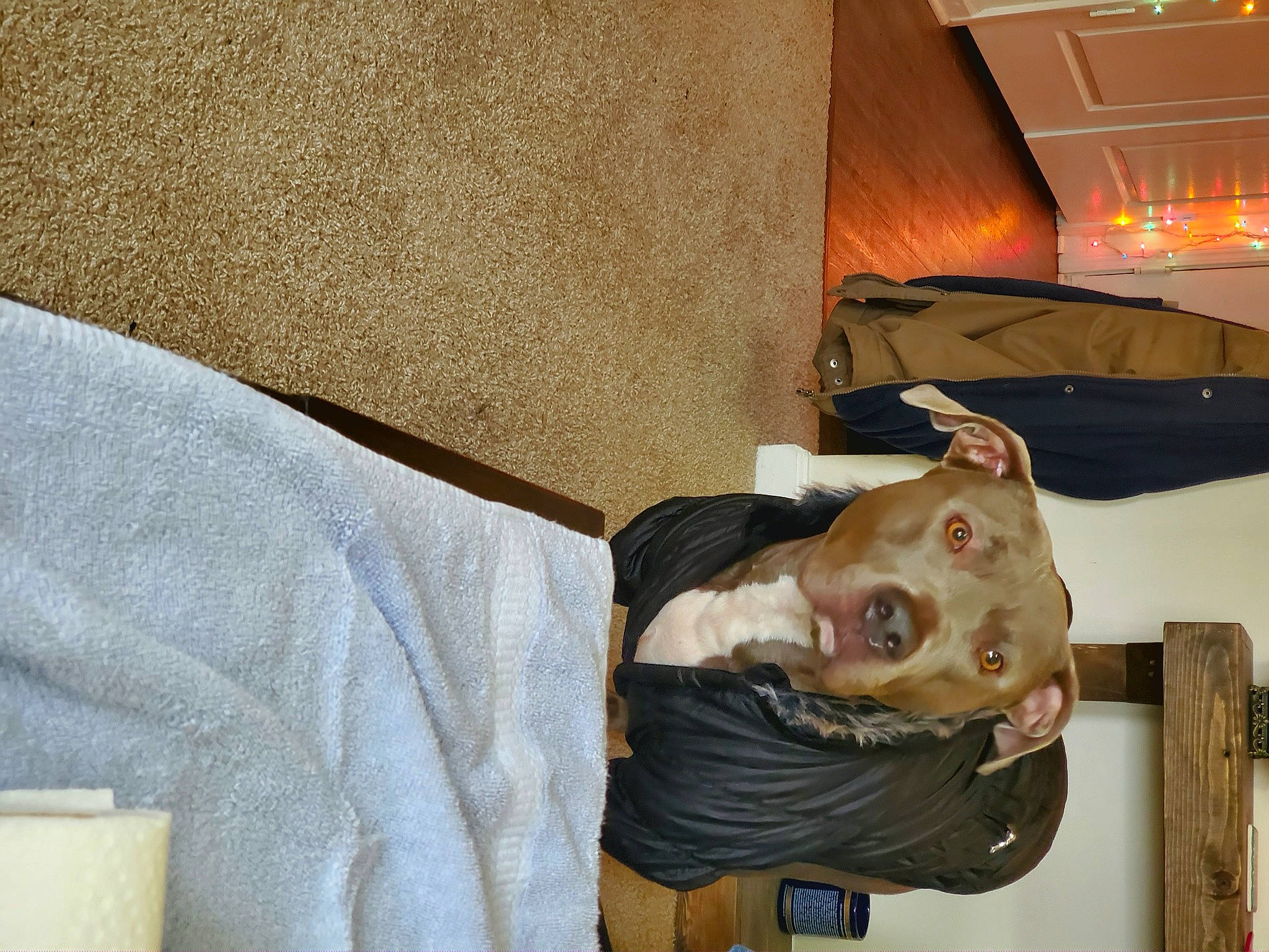 Dale is registered to the contest to win money with this photo: comfort, couch, flesh, linens, nap, room, sporting_group, wood