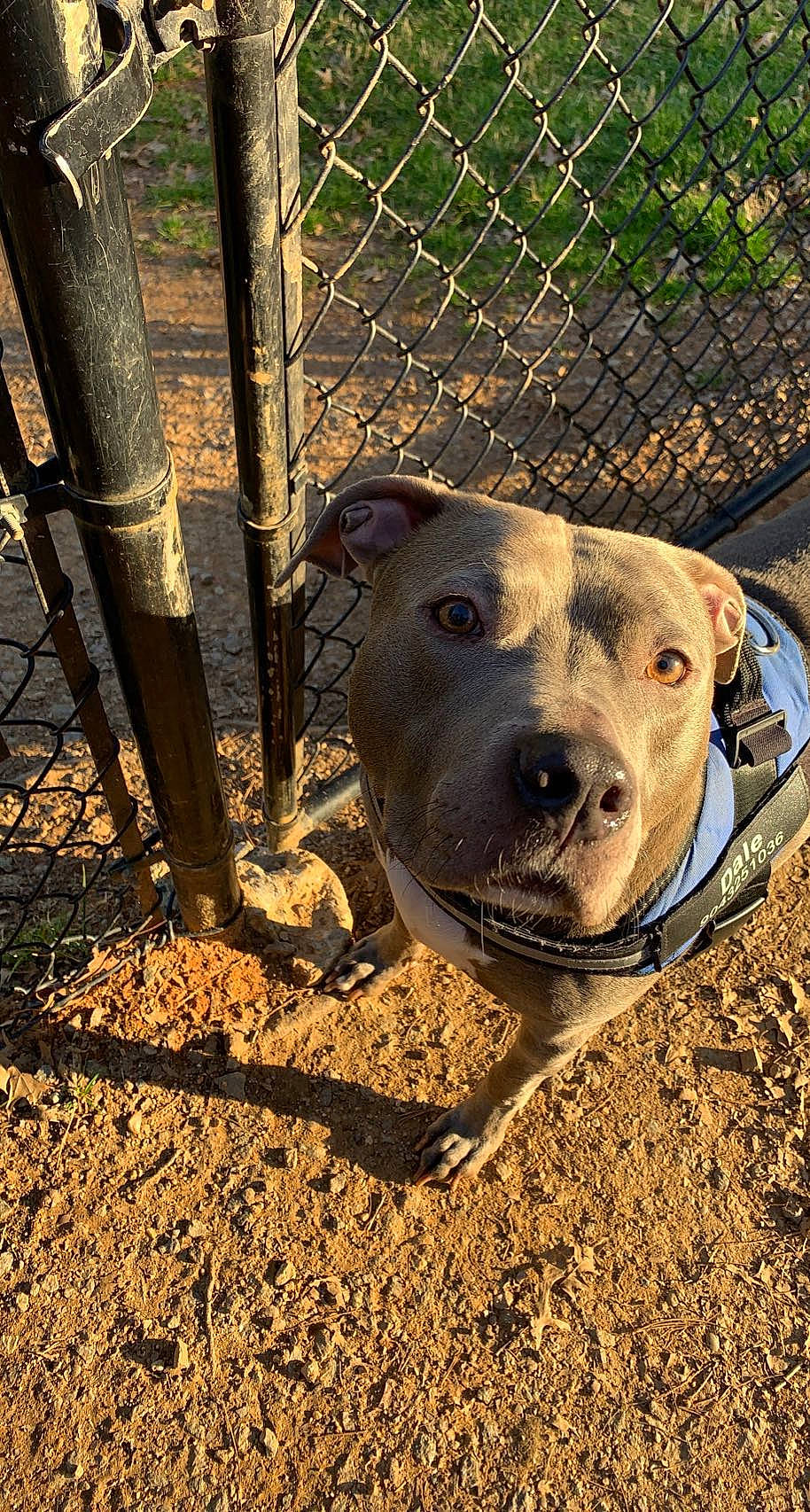 Dale joined the competition — help win amazing prizes! animal_shelter, canidae, carnivore, collar, companion_dog, dog, dog_breed, dog_supply, fawn, fence, mesh, metal, pet_supply, snout, soil, sporting_group, terrestrial_animal, whiskers, wire_fencing, working_animal