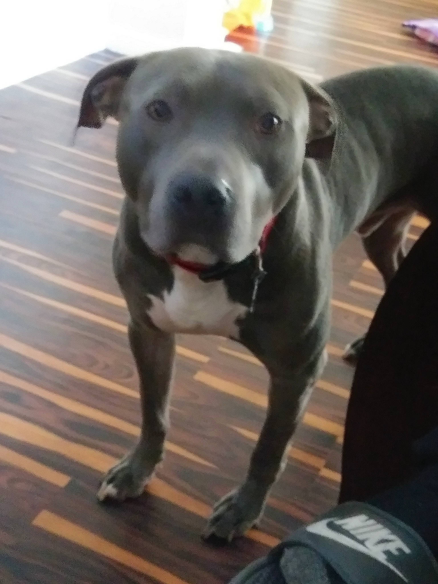 Dale is registered to the contest to win money with this photo: borador, canidae, carnivore, collar, companion_dog, dog, dog_breed, dog_collar, eye, fawn, flooring, fur, guard_dog, paw, personal_protective_equipment, snout, sporting_group, tail, whiskers, working_animal