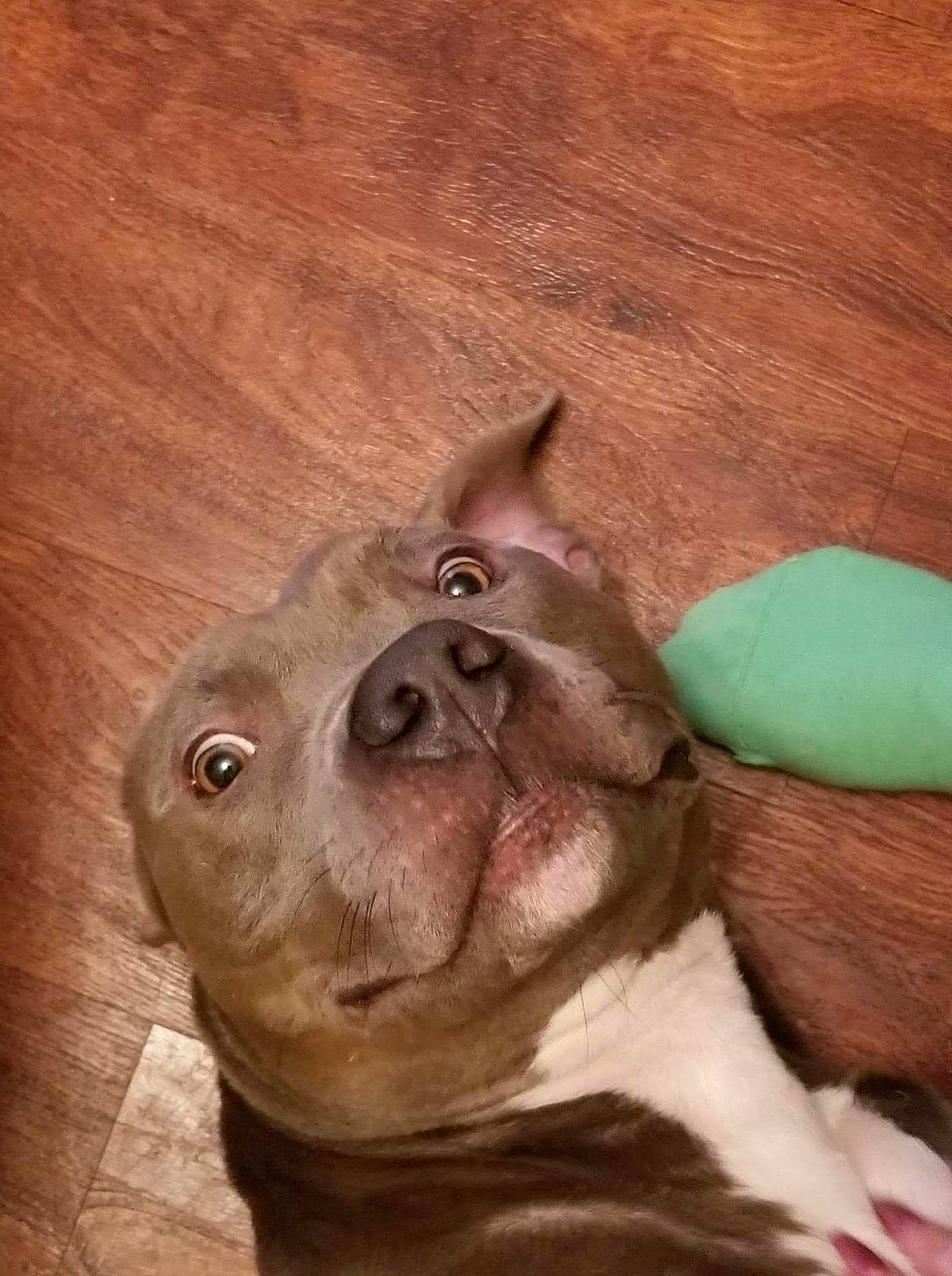 Dale is registered to the contest to win money with this photo: canidae, carnivore, companion_dog, dog, dog_breed, eye, fawn, fur, hardwood, liver, non_sporting_group, puppy, snout, sporting_group, suidae, terrestrial_animal, whiskers, wood, working_animal, wrinkle