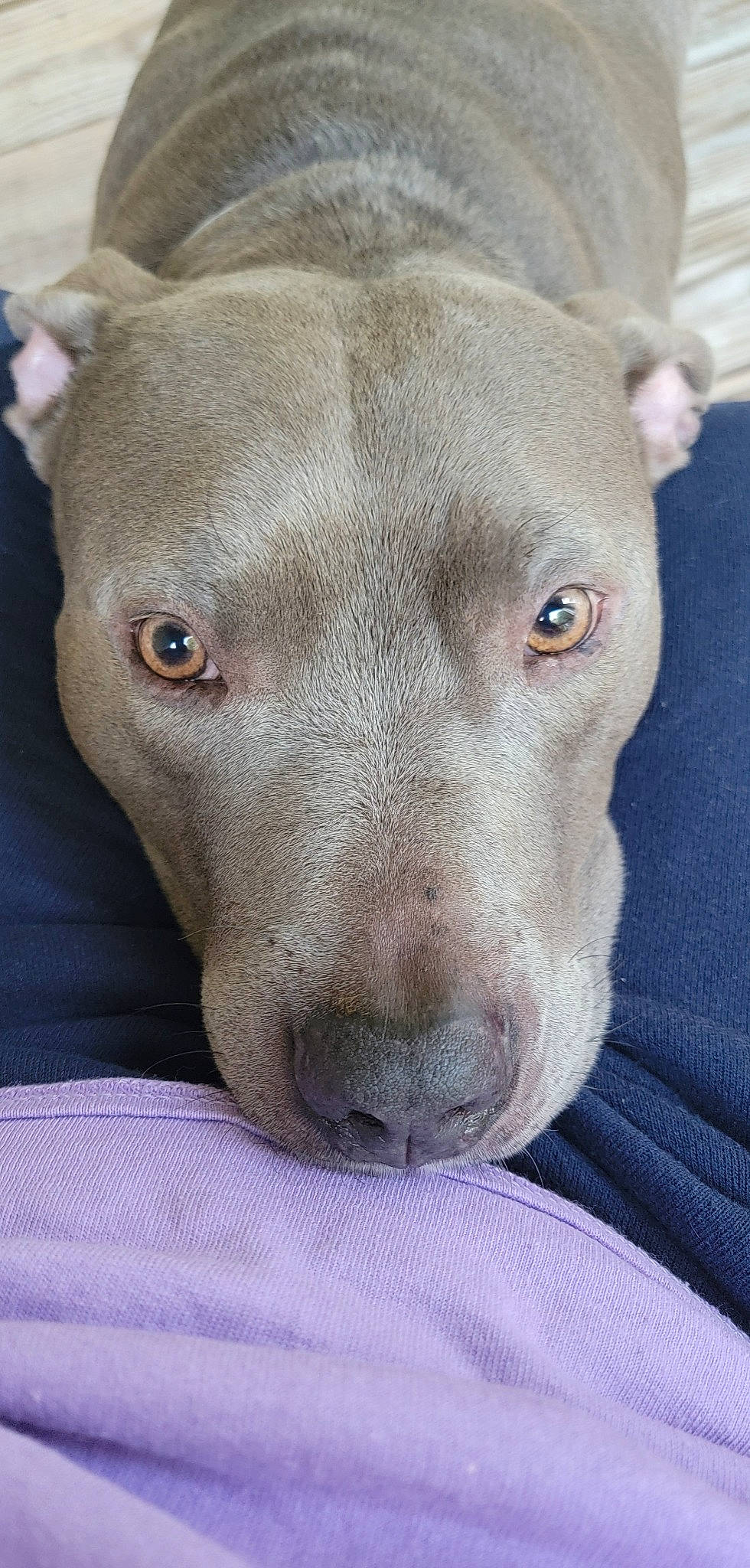 Dale is registered to the contest to win money with this photo: canidae, carnivore, comfort, companion_dog, dog, dog_breed, ear, fawn, fur, linens, liver, non_sporting_group, snout, sporting_group, terrestrial_animal, whiskers, working_animal