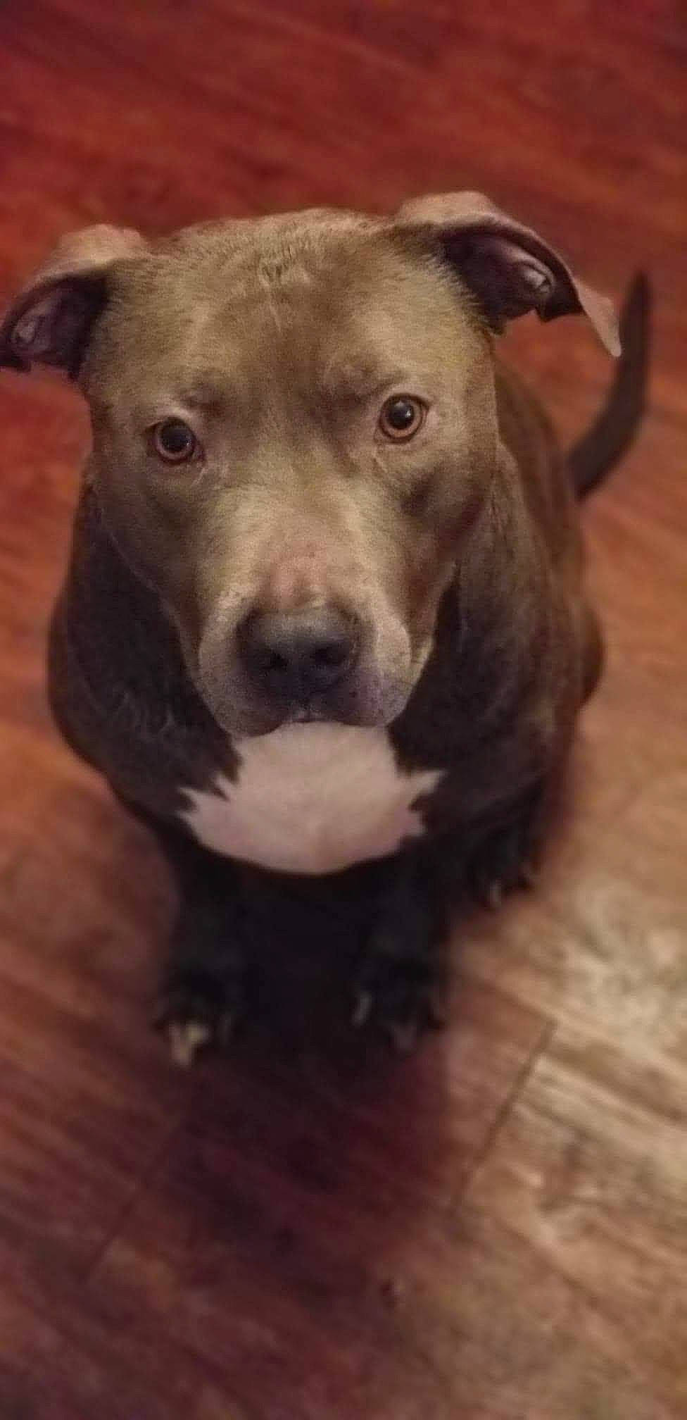 Dale joined the competition — help win amazing prizes! canidae, carnivore, collar, companion_dog, dog, dog_breed, dog_collar, fawn, flooring, fur, hardwood, jaw, liver, pet_supply, snout, sporting_group, terrestrial_animal, whiskers, wood, working_animal