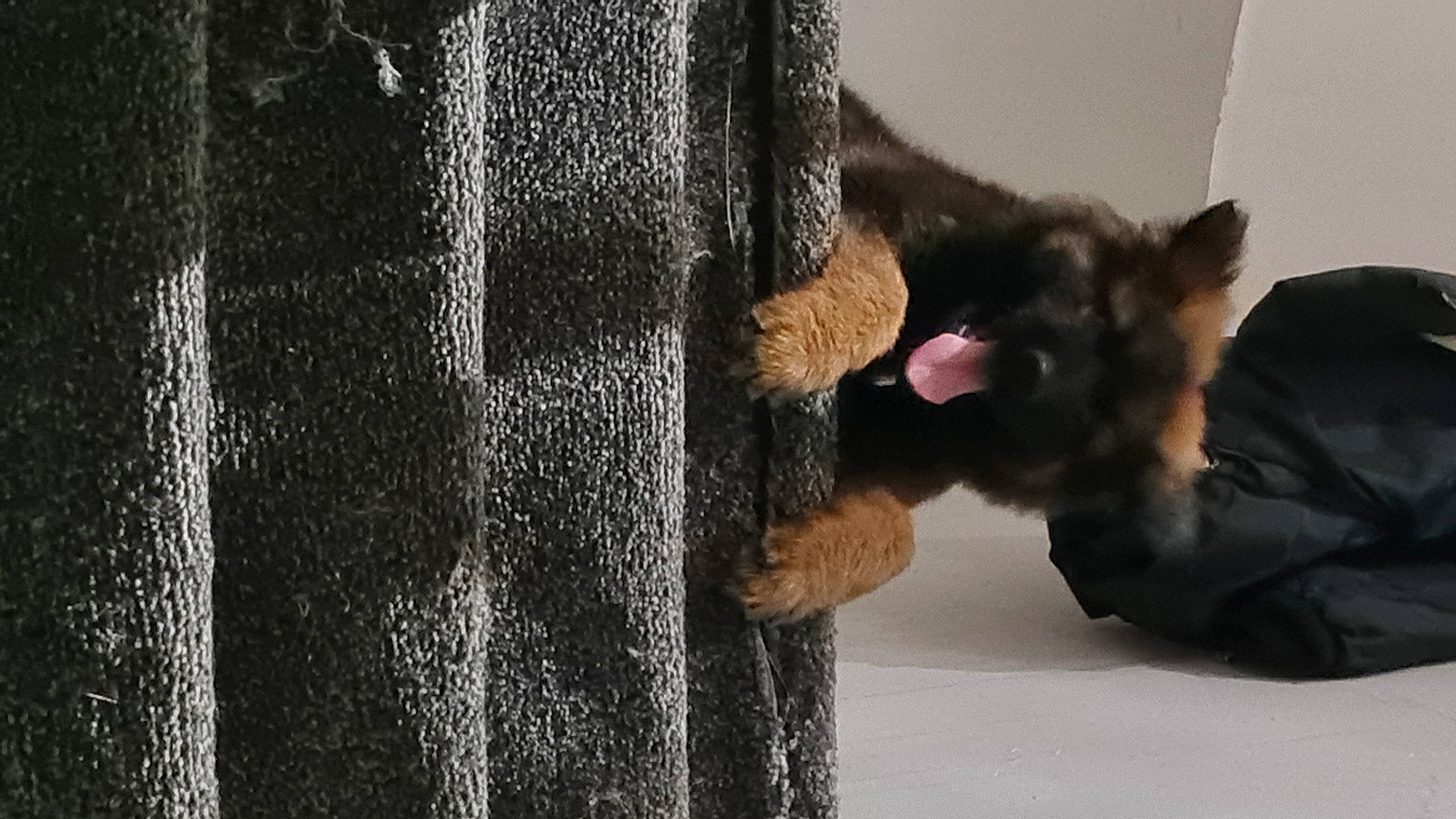 Kenai joined the competition — help win amazing prizes! black_cat, canidae, carnivore, cat, claw, comfort, denim, dog_breed, domestic_short_haired_cat, felidae, fur, grey, paw, small_to_medium_sized_cats, snout, tail, terrestrial_animal, textile, whiskers, window