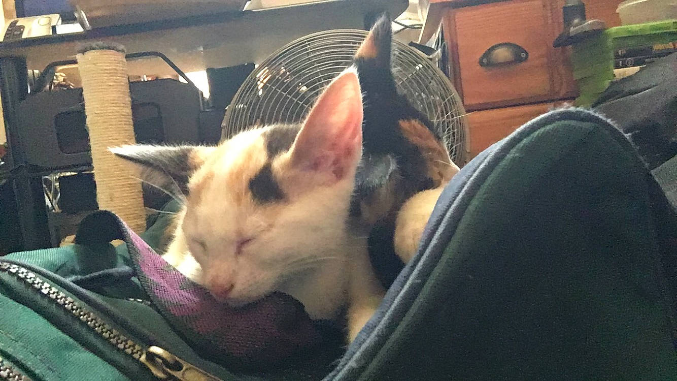 Shy joined the competition — help win amazing prizes! animal_shelter, box, carnivore, cat, cat_supply, comfort, domestic_short_haired_cat, ear, fawn, felidae, fur, nap, paw, sleep, small_to_medium_sized_cats, snout, whiskers