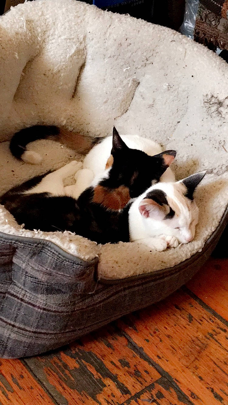 Tilly is registered to the contest to win money with this photo: basket, carnivore, cat, cat_supply, comfort, companion_dog, dog_breed, domestic_short_haired_cat, fawn, felidae, hardwood, linens, mammal, paw, small_to_medium_sized_cats, tail, tree, vertebrate, whiskers, wood