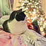 cat, black_and_white, bed, blanket, christmas_tree, bokeh, holiday, indoor, feline, cozy, relaxed, decorations, lights, soft_focus, warm_lighting, festive, animal, pet, resting, fur