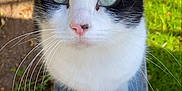 Lincoln is registered to the contest to win money with this photo: cat, black_and_white, outdoor, bench, grass, whiskers, pet, animal, close_up, curious, feline, nature, daylight, green_eyes, wood, fur, sitting, looking_up, whiskers_long, nose_pink