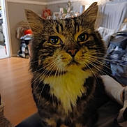 Storm joined the competition — help win amazing prizes! cat, tabby, indoor, feline, whiskers, close_up, yellow_eyes, fur, pet, domestic_animal, living_room, couch, cozy, household, portrait, animal, mammal, cute, sitting, furniture