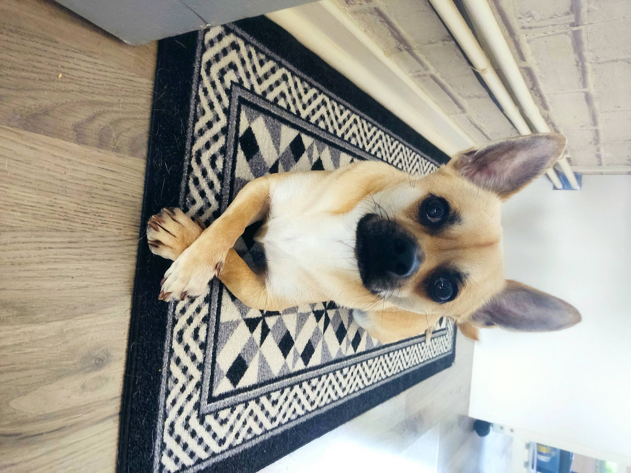 Rio a rejoint le concours — aidez-le/la à gagner de superbes lots ! carnivore, comfort, companion_dog, dog, dog_breed, dog_supply, eyewear, fawn, flooring, fur, pattern, paw, pet_supply, rectangle, sporting_group, sunglasses, toy_dog, whiskers, wood, working_animal