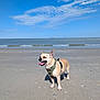 dog, beach, sand, sea, sky, clouds, sunny, canine, pet, harness, tongue_out, outdoor, nature, water, shore, daytime, small_dog, happy, animal, vacation