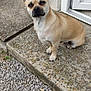 dog, small_dog, tan_dog, pet, outdoor, concrete, step, gravel, door, wall, ears, animal, canine, sitting, watchful, fur, paws, sidewalk, closeup, daylight