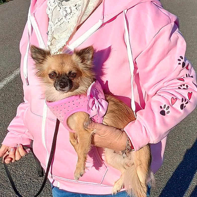 Pepite a rejoint le concours — aidez-le/la à gagner de superbes lots ! accessory, animal, casual_clothing, cute, dog, grass, hearts, holding, leash, outdoor, paved_path, paw_prints, person, pet, pink_harness, pink_hoodie, shadow, small_dog, sunlight, walking