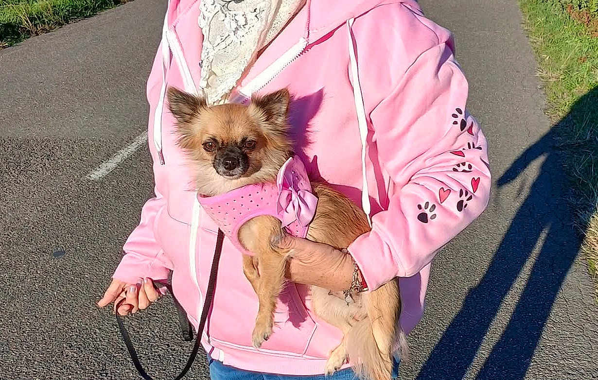 Pepite a rejoint le concours — aidez-le/la à gagner de superbes lots ! accessory, animal, casual_clothing, cute, dog, grass, hearts, holding, leash, outdoor, paved_path, paw_prints, person, pet, pink_harness, pink_hoodie, shadow, small_dog, sunlight, walking