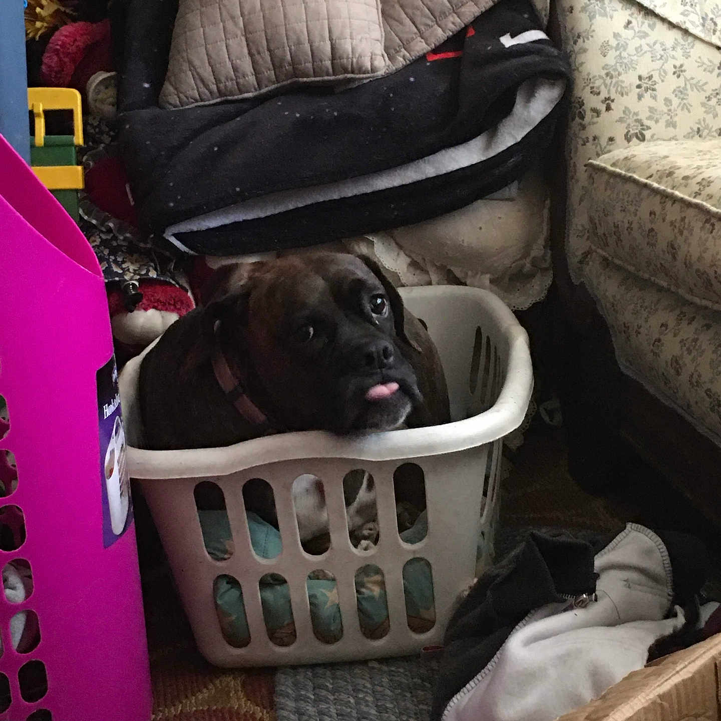 Carly May is registered to the contest to win money with this photo: blanket, brown_dog, cardboard_box, clutter, collar, cozy, cushion, cute, dog, fabric, floor_rug, furniture, home, household_items, indoor, laundry_basket, living_room, pet, stuffed_animal, tongue_out