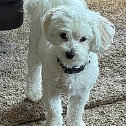 China joined the competition — help win amazing prizes! animal, carpet, collar, companion, cozy, curious, cute, dog, domestic, fluffy, fur, household, indoor, living_room, mammal, pet, small_dog, standing, white, wooden_furniture