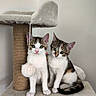 kittens, cats, cat_tree, pet, animals, feline, sitting, standing, calico, tabby, white_fur, striped_fur, green_eyes, pink_nose, indoor, home, scratching_post, pet_furniture, portrait, cute