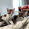 kittens, cats, สัต?, animal, pet, tabby, white_fur, brown_fur, sitting, lying_down, blanket, fluffy, indoors, home, window, clock, furniture, cute, portrait, closeup