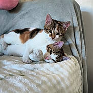 Belle Et Plume a rejoint le concours — aidez-le/la à gagner de superbes lots ! cats, kittens, calico_cat, tabby_cat, pets, animals, cuddling, sleeping, relaxed, blanket, plush_blanket, stuffed_animal, unicorn, party_hat, indoors, cozy, bedroom, portrait, cute, playful