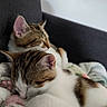 cat, cats, kitten, sleeping, sleepy, cuddling, relaxed, indoor, chair, blanket, pink_paw_pads, tabby, white_fur, brown_fur, calico, pet, cute, resting, cozy, close_up