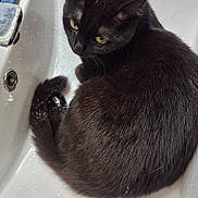 Spooky a rejoint le concours — aidez-le/la à gagner de superbes lots ! animal, bathroom, black_cat, cat, curled_up, cute, domestic_cat, ears, feline, fur, indoor, looking_up, pet, relaxed, sink, tail, water_droplets, whiskers, white_sink, yellow_eyes