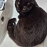 animal, bathroom, black_cat, cat, curled_up, cute, domestic_cat, ears, feline, fur, indoor, looking_up, pet, relaxed, sink, tail, water_droplets, whiskers, white_sink, yellow_eyes