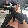 Spooky participe au concours pour gagner de l'argent avec cette photo : black_cat, cat_toys, chair, cups, domestic_animal, floor_tiles, footwear, furniture, home_interior, indoor, kitten, legs, living_room, person, pet, relaxation, shorts, table, television, tissue_box