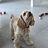 dog, spaniel, puppy, pet, fluffy, long_ears, curly_fur, standing, collar, bell, indoor, tile_floor, home, toy, chair, portrait, looking_up, small_dog, cute, animal