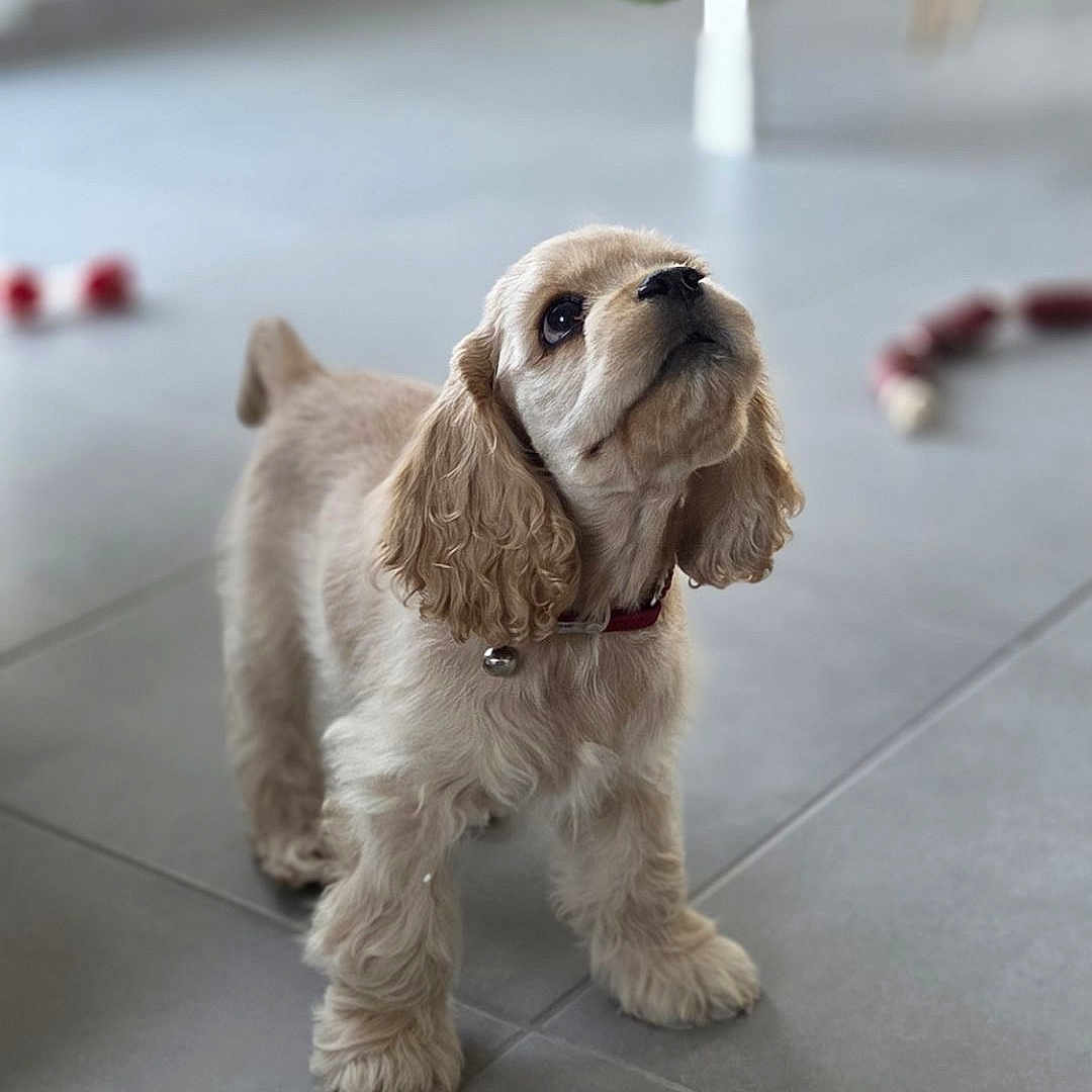 Bud participe au concours pour gagner de l'argent avec cette photo : dog, spaniel, puppy, pet, fluffy, long_ears, curly_fur, standing, collar, bell, indoor, tile_floor, home, toy, chair, portrait, looking_up, small_dog, cute, animal
