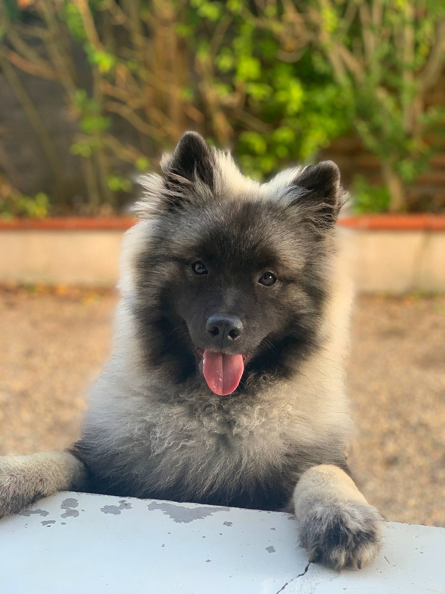 Ulotte participe au concours pour gagner de l'argent avec cette photo : biting, canidae, canis, carnivore, companion_dog, dog, dog_breed, fur, keeshond, plant, snout, tail, terrestrial_animal, whiskers, wildlife, working_dog