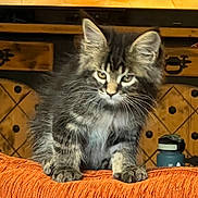 Bastée participe au concours pour gagner de l'argent avec cette photo : kitten, cat, tabby, fluffy, orange, couch, furniture, indoor, pet, animal, curious, ears, whiskers, young, domestic, wooden_cabinet, water_bottle, texture, brown, eyes