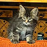 kitten, cat, tabby, fluffy, orange, couch, furniture, indoor, pet, animal, curious, ears, whiskers, young, domestic, wooden_cabinet, water_bottle, texture, brown, eyes