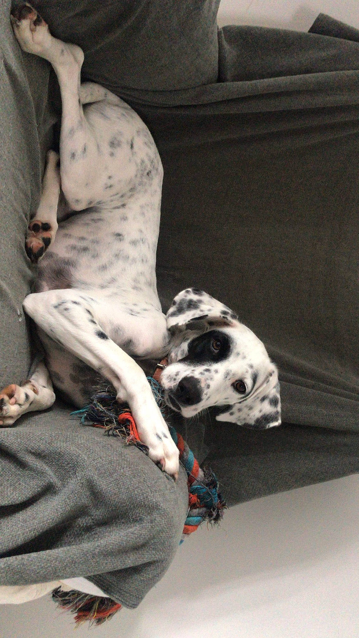 Caly participe au concours pour gagner de l'argent avec cette photo : canidae, carnivore, dalmatian, dog, dog_breed, fawn, great_dane, non_sporting_group, snout, sporting_group