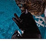 animal, black_cat, blanket, cat, companion, cozy, curled_up, domestic_animal, fur, indoor, pet, quiet, relaxing, resting, sleeping, soft_texture, stretched_out, tabby_cat, teal, two_animals