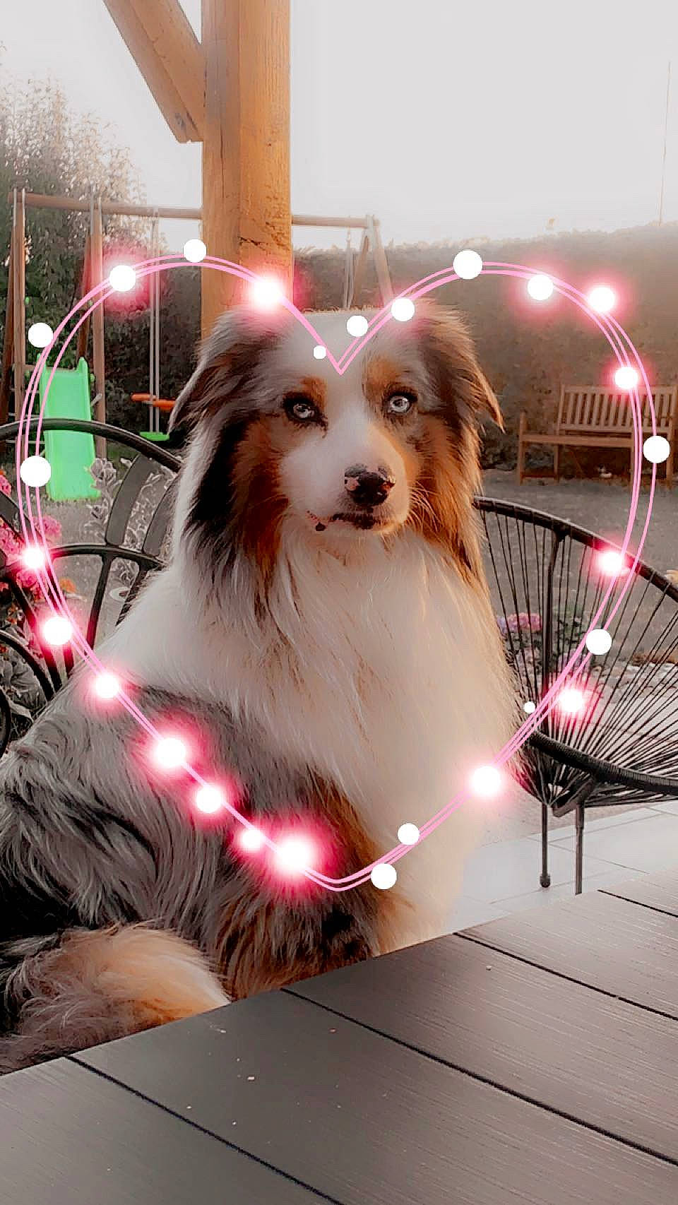 Orson a rejoint le concours — aidez-le/la à gagner de superbes lots ! canidae, carnivore, companion_dog, dog, dog_breed, dog_supply, event, fur, herding_dog, light, pet_supply, snout, sporting_group, toy_dog, vehicle, wheel, working_dog