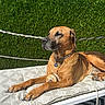 dog, brown_dog, outdoor, sunlight, bench, cushion, green_hedge, blue_sky, relaxed, pet, collar, chain, paw, animal, nature, garden, peaceful, resting, summer, closeup