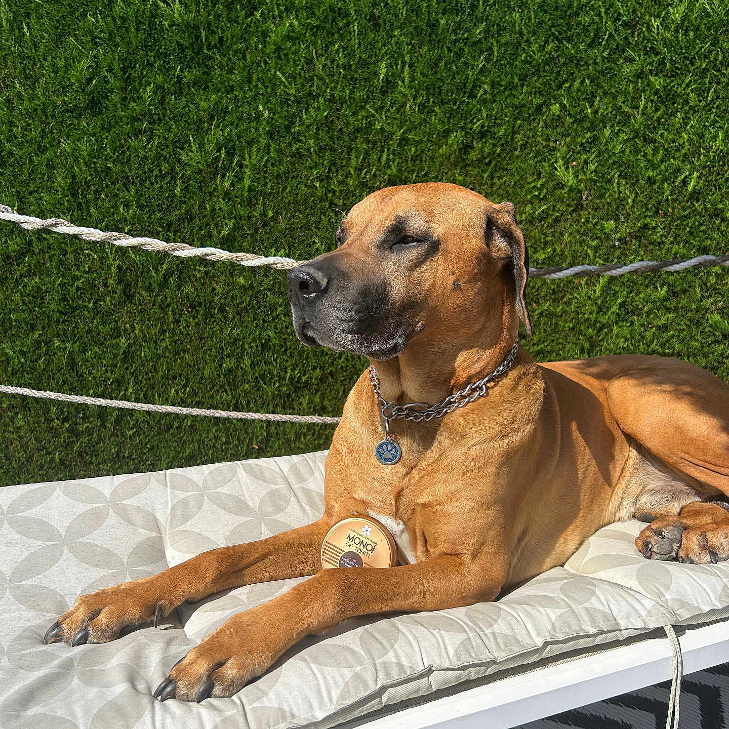 Olaf a rejoint le concours — aidez-le/la à gagner de superbes lots ! dog, brown_dog, outdoor, sunlight, bench, cushion, green_hedge, blue_sky, relaxed, pet, collar, chain, paw, animal, nature, garden, peaceful, resting, summer, closeup