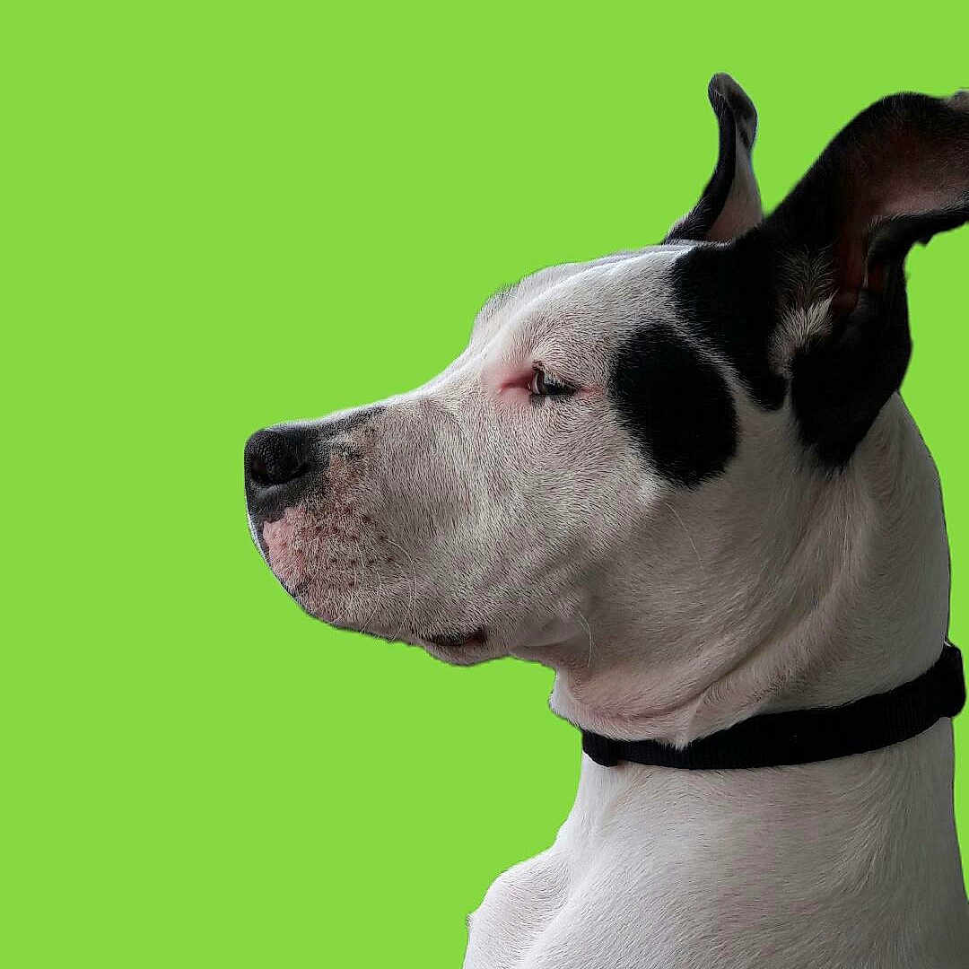 Lola participe au concours pour gagner de l'argent avec cette photo : dog, black_and_white, profile, pet, animal, collar, ears, fur, canine, portrait, side_view, domestic_animal, quiet, still_life, green_background, isolated, calm, looking_away, short_hair, alert