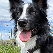 Tyrion participe au concours pour gagner de l'argent avec cette photo : dog, border_collie, black_and_white, tongue_out, collar, tag, outdoor, grass, sky, clouds, pet, animal, happy, close_up, ears_up, nature, daylight, canine, fence, portrait
