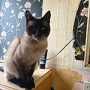 Kitty Kitty Unique joined the competition — help win amazing prizes! cat, siamese, feline, animal, pet, indoor, wooden_furniture, dresser, wallpaper, floral_pattern, peeling_wallpaper, electrical_outlet, brown, black, cream, sitting, portrait, whiskers, ears, face