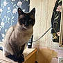 cat, siamese, feline, animal, pet, indoor, wooden_furniture, dresser, wallpaper, floral_pattern, peeling_wallpaper, electrical_outlet, brown, black, cream, sitting, portrait, whiskers, ears, face