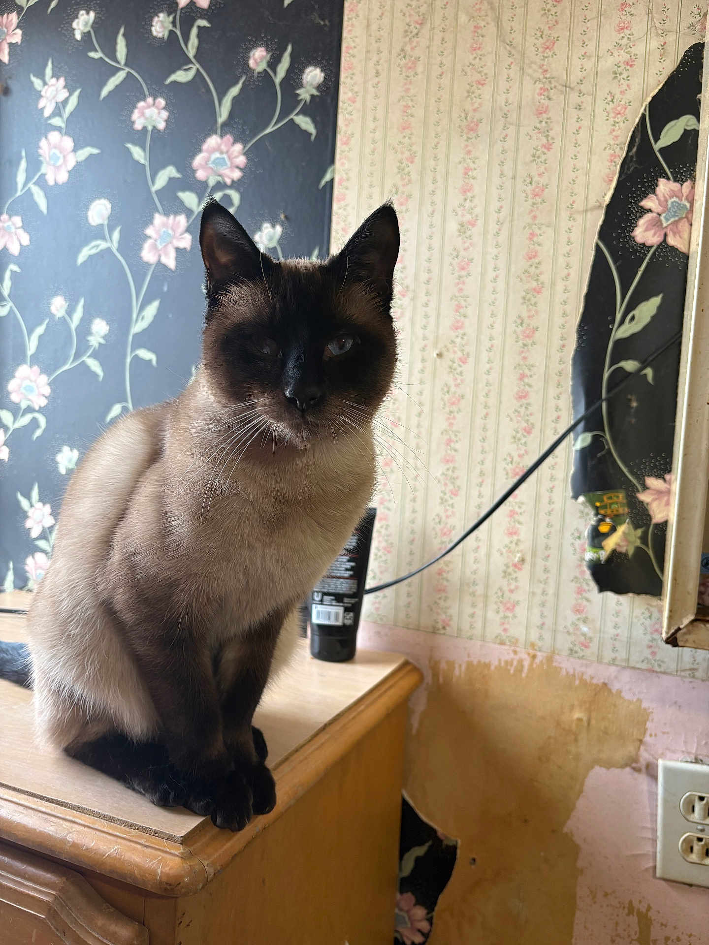 Kitty Kitty Unique joined the competition — help win amazing prizes! cat, siamese, feline, animal, pet, indoor, wooden_furniture, dresser, wallpaper, floral_pattern, peeling_wallpaper, electrical_outlet, brown, black, cream, sitting, portrait, whiskers, ears, face