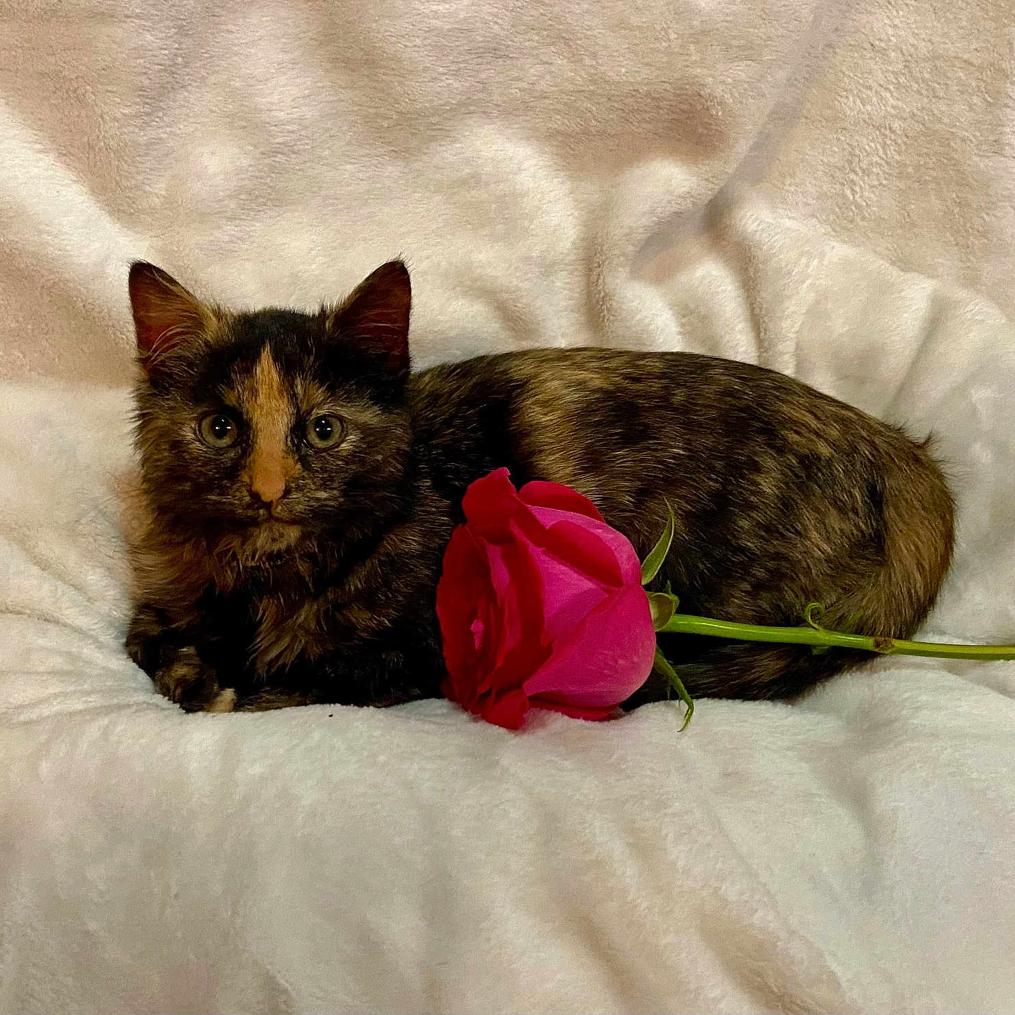 Nala joined the competition — help win amazing prizes! adorable, animal, blanket, cat, closeup, cozy, cute, ears, feline, flower, fur, indoor, kitten, nature, pet, resting, rose, soft, tortoiseshell, whiskers